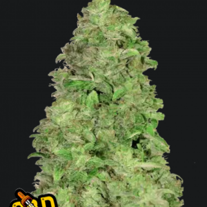 CBD Auto 20 1-Cannabissamen Fast Buds.png