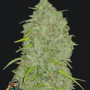 Jack Herer Auto-Cannabissamen Fast Buds.png