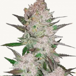 Cream Cookies Auto-Cannabissamen Fast Buds (1).png