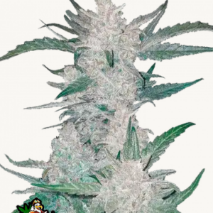 Mexican Airlines AutoCannabissamen Fast Buds (1).png