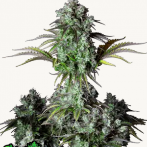 Original Big Bud (1).png