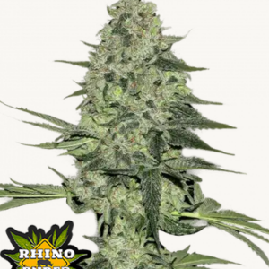 Rhino Ryder Auto Cannabissamen Fast Buds (1).png