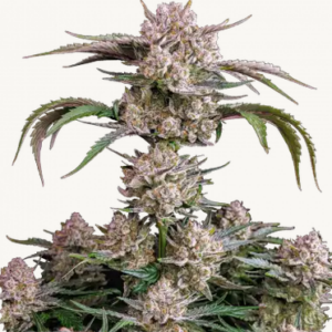 Strawberry Gorilla Auto-Cannabissamen Fast Buds (1).png