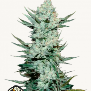 Tangie Auto (1).png